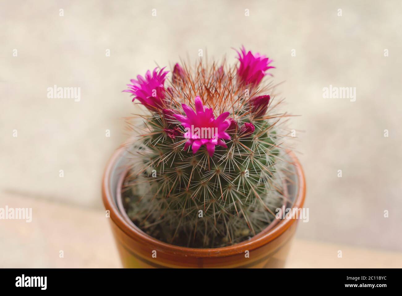 Mammillaria spinosissima cactus with blooming flowers Stock Photo