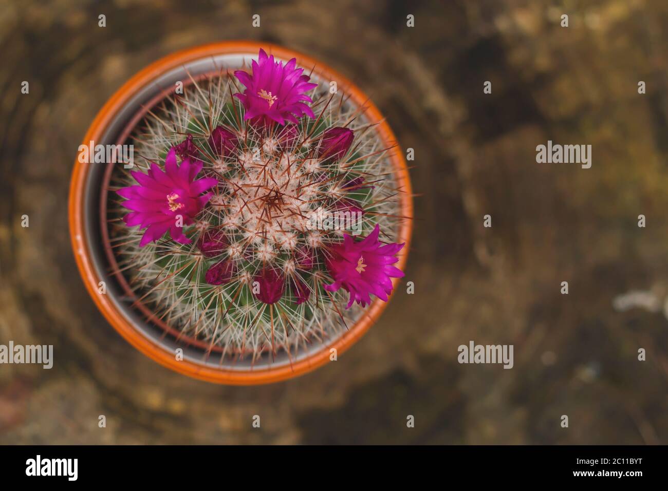 mammillaria matudae Mammillaria matudae