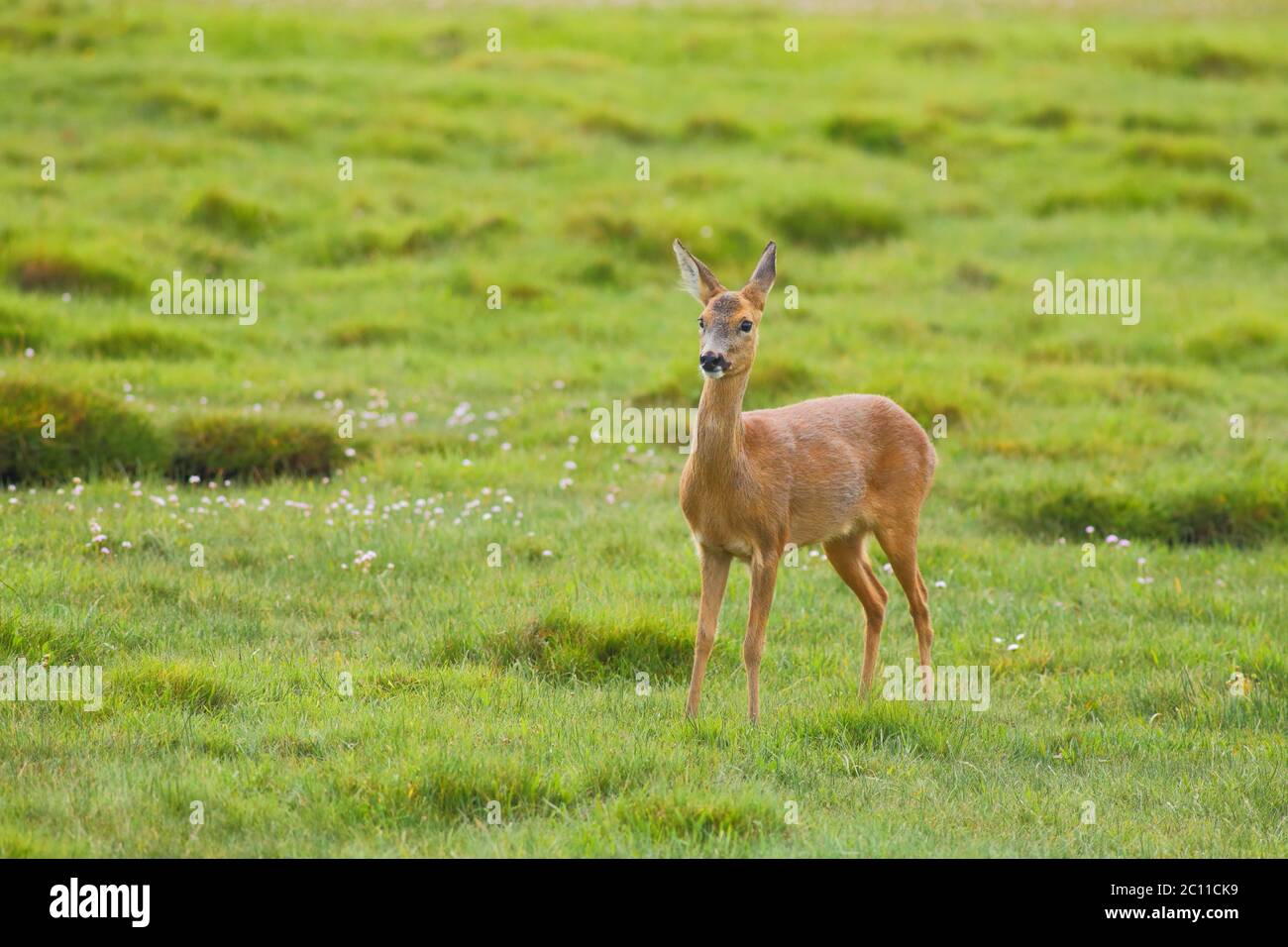European roe deer (Capreolus capreolus), also known as the western roe deer in Seaton Wetlands Nature reserve, Devon Stock Photo
