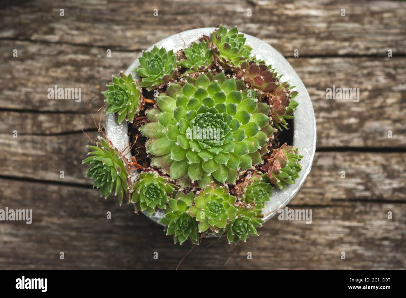 Jovibarba globifera succulent plant in a pot, top view Stock Photo