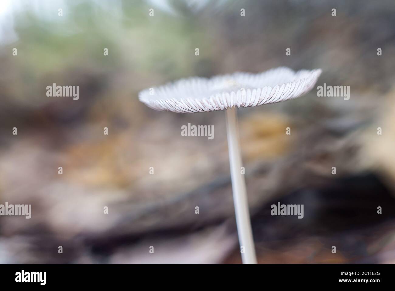 Small toadstools mushrooms growing in autumnal forest Stock Photo