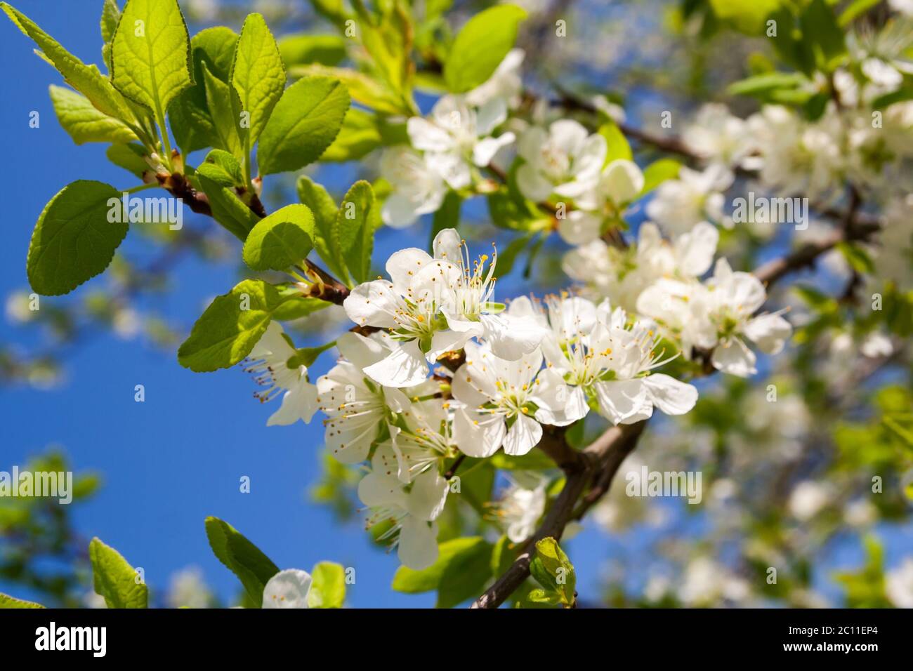 Beautiful apple tree branches blossoming at springtime Stock Photo