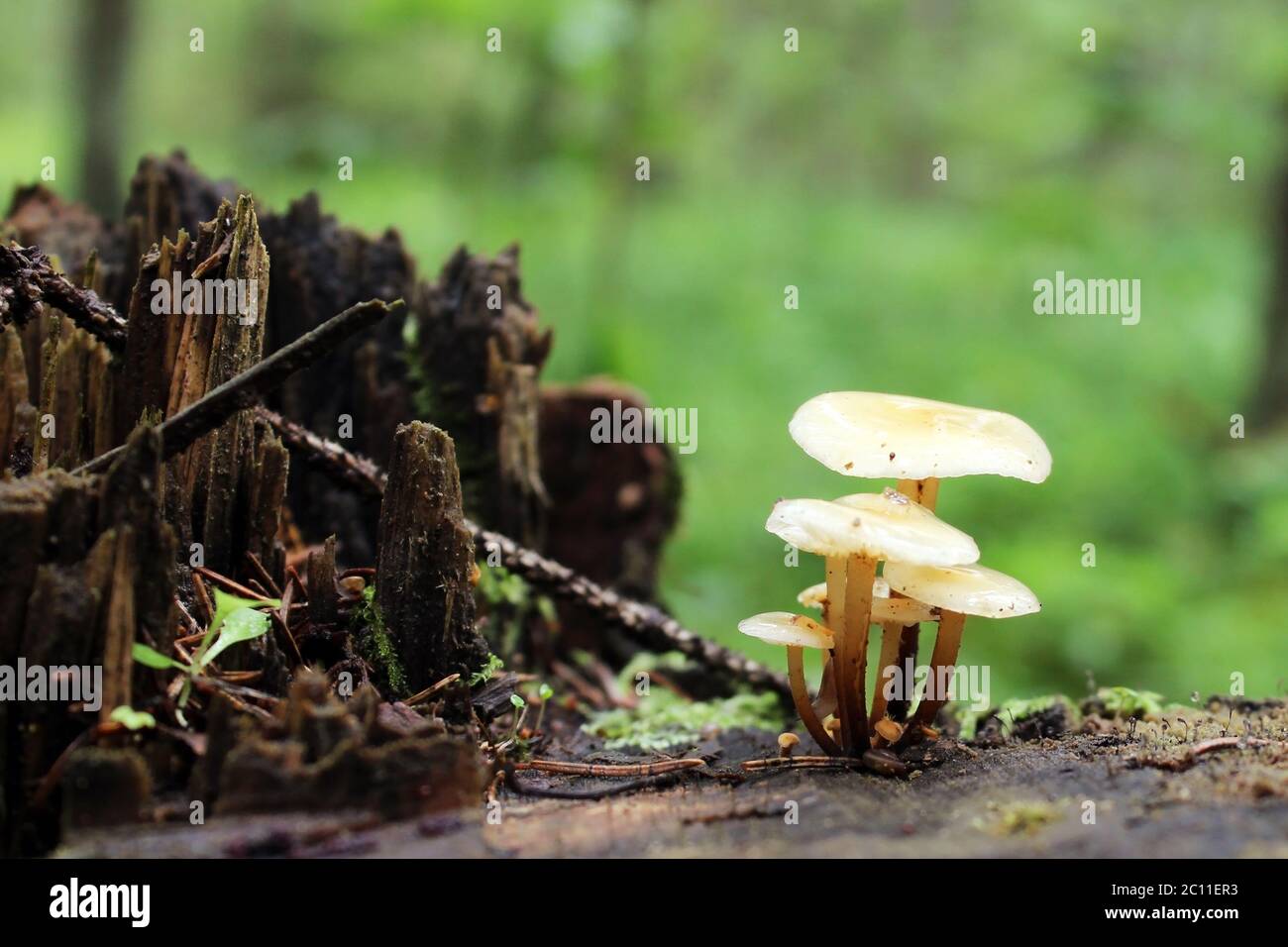 Small tiny mushrooms are growing on the old stump in the forest Stock ...