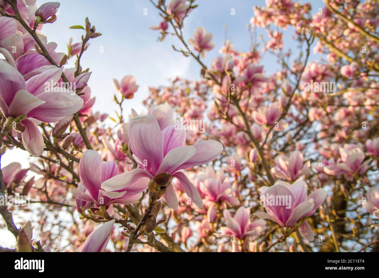 Detail of magnolia tree pink flowers blooming Stock Photo - Alamy