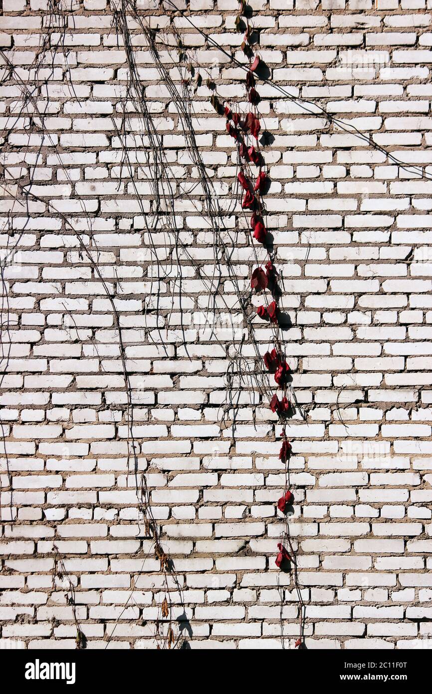 texture of a white brick wall with creeping plant  red leaves. Stock Photo