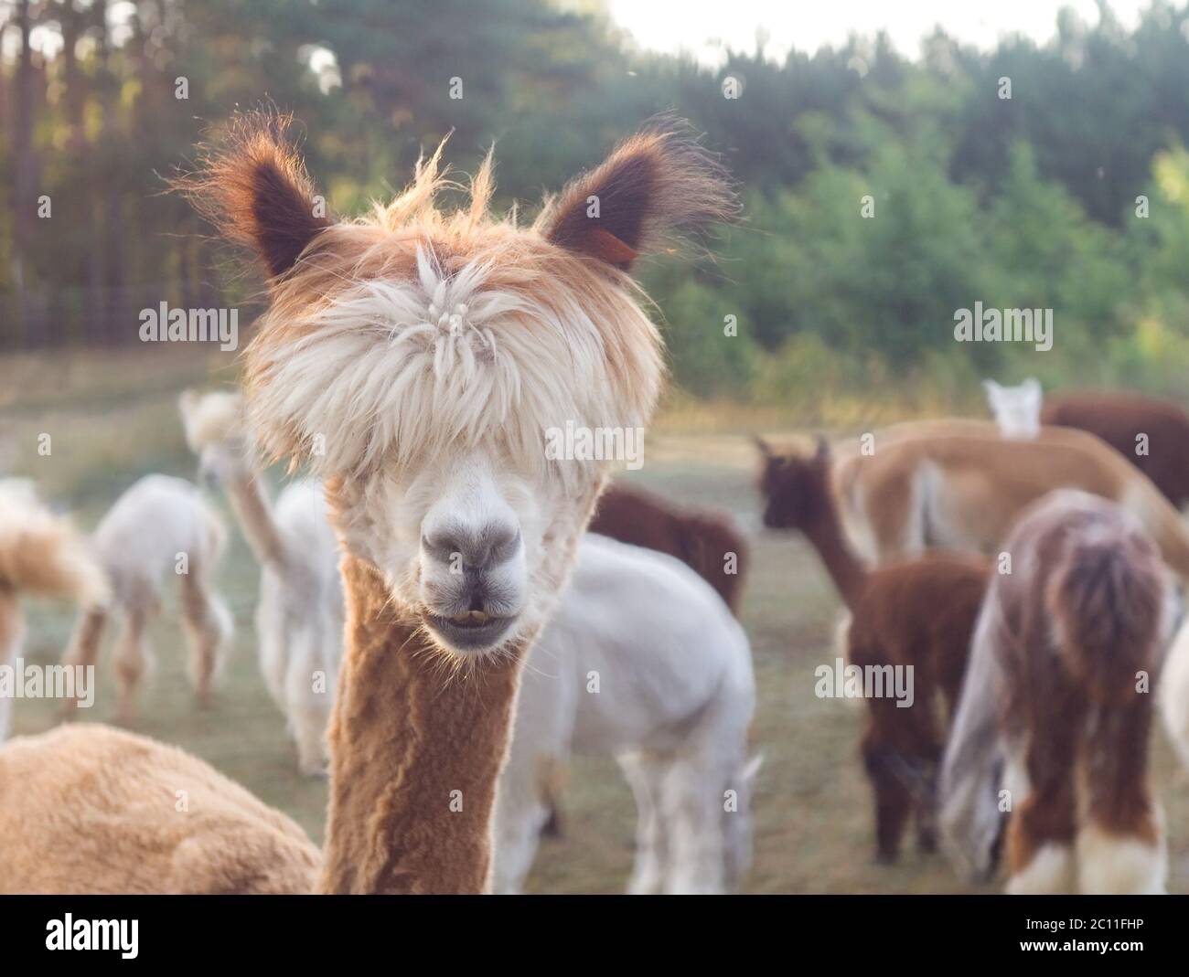 Beautiful alpaca (Vicugna pacos) living on farm Stock Photo
