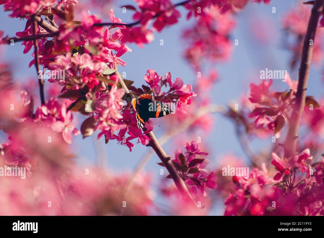 Butterfly on plum springtime flowers Stock Photo