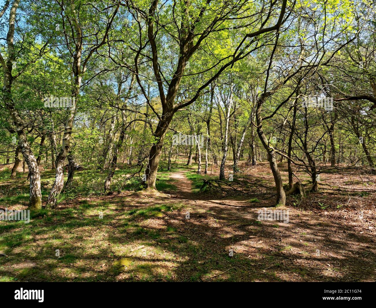 Narrowand almost invisible footpath winds between the trees in Sherwood Forest. Stock Photo