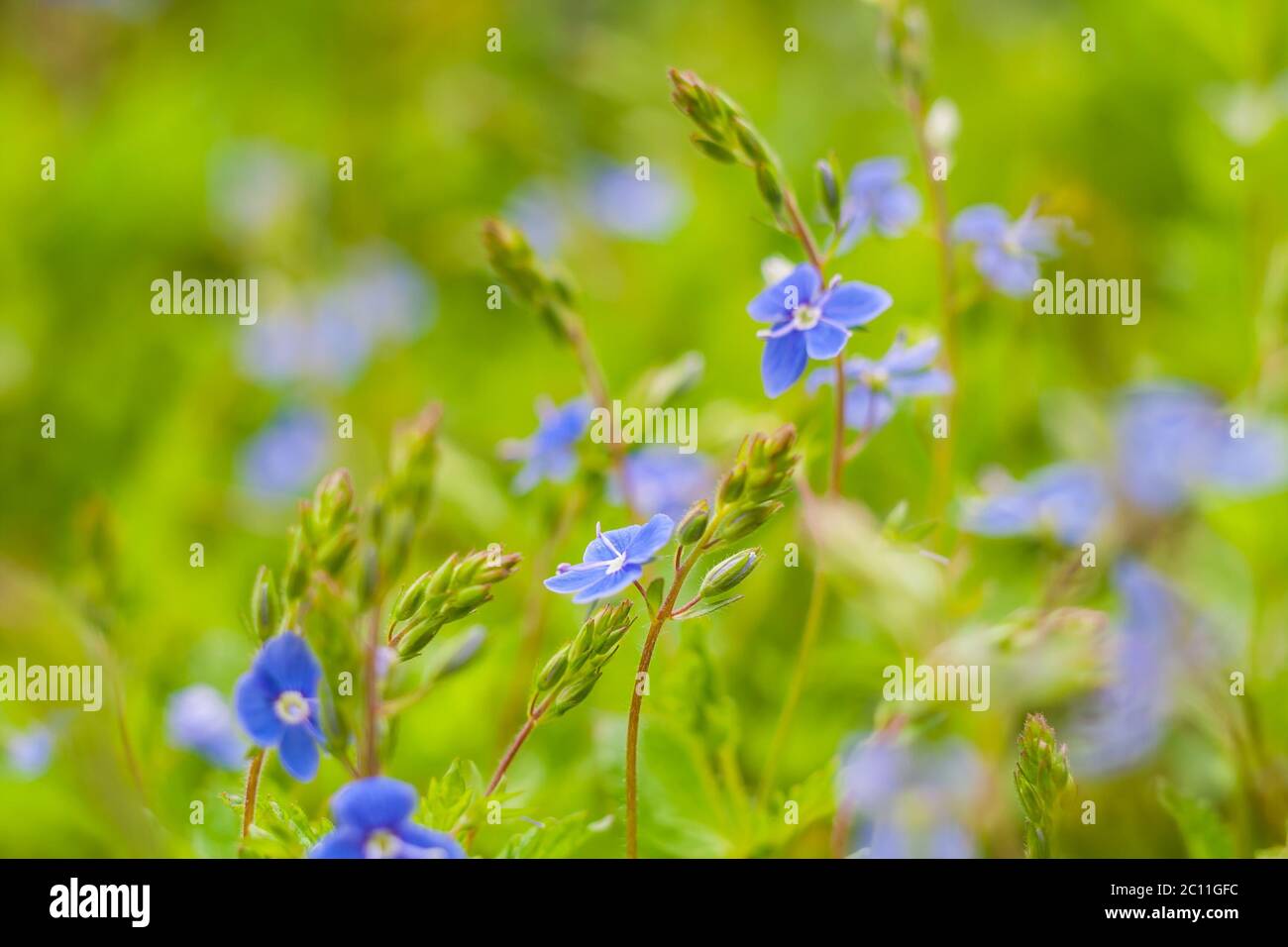 Small blue wild flowers growing in early summer forest Stock Photo - Alamy