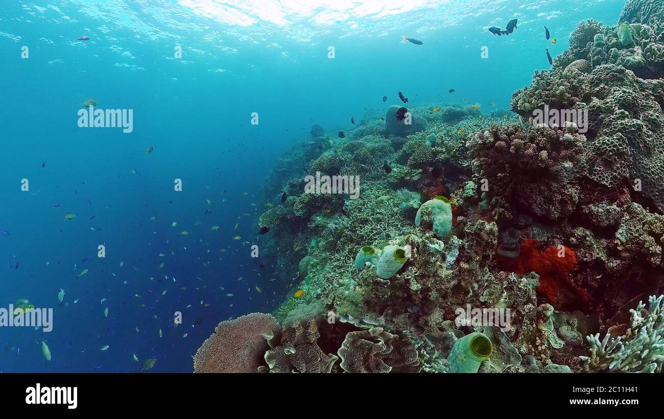 Coral reef and tropical fishes. The underwater world of the Philippines ...