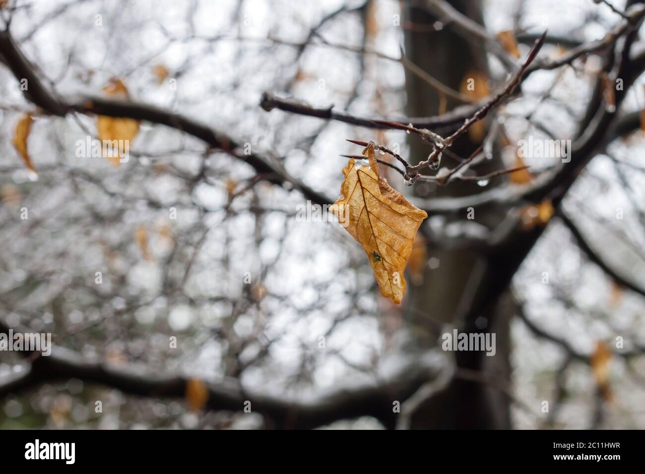 Beech tree deciduous wintry foliage Stock Photo