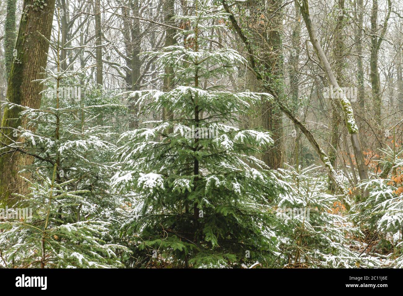Evergreen trees on the snow Stock Photo