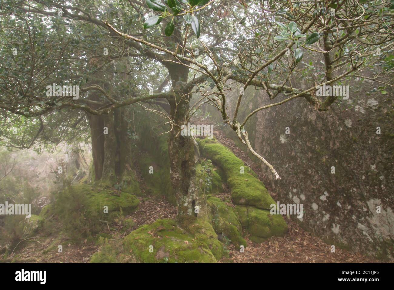 Holly tree in mossy woodland Stock Photo