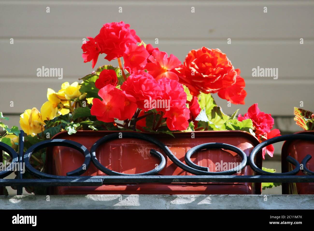 red flowers blooming begonia in a pot on the balcony of the house. Stock Photo