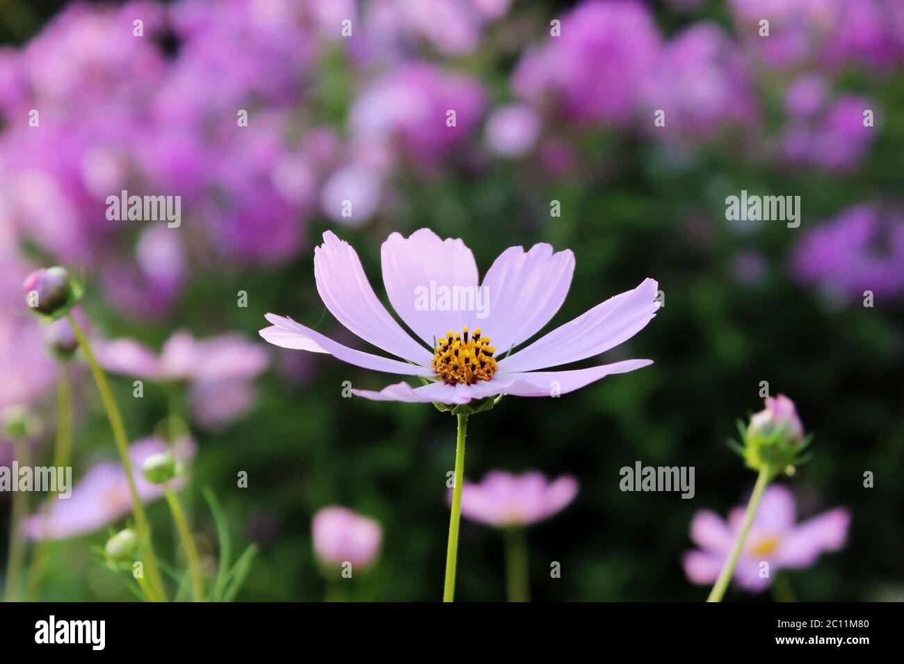 pink purple flower, like a daisy in the light of the setting sun. Stock Photo