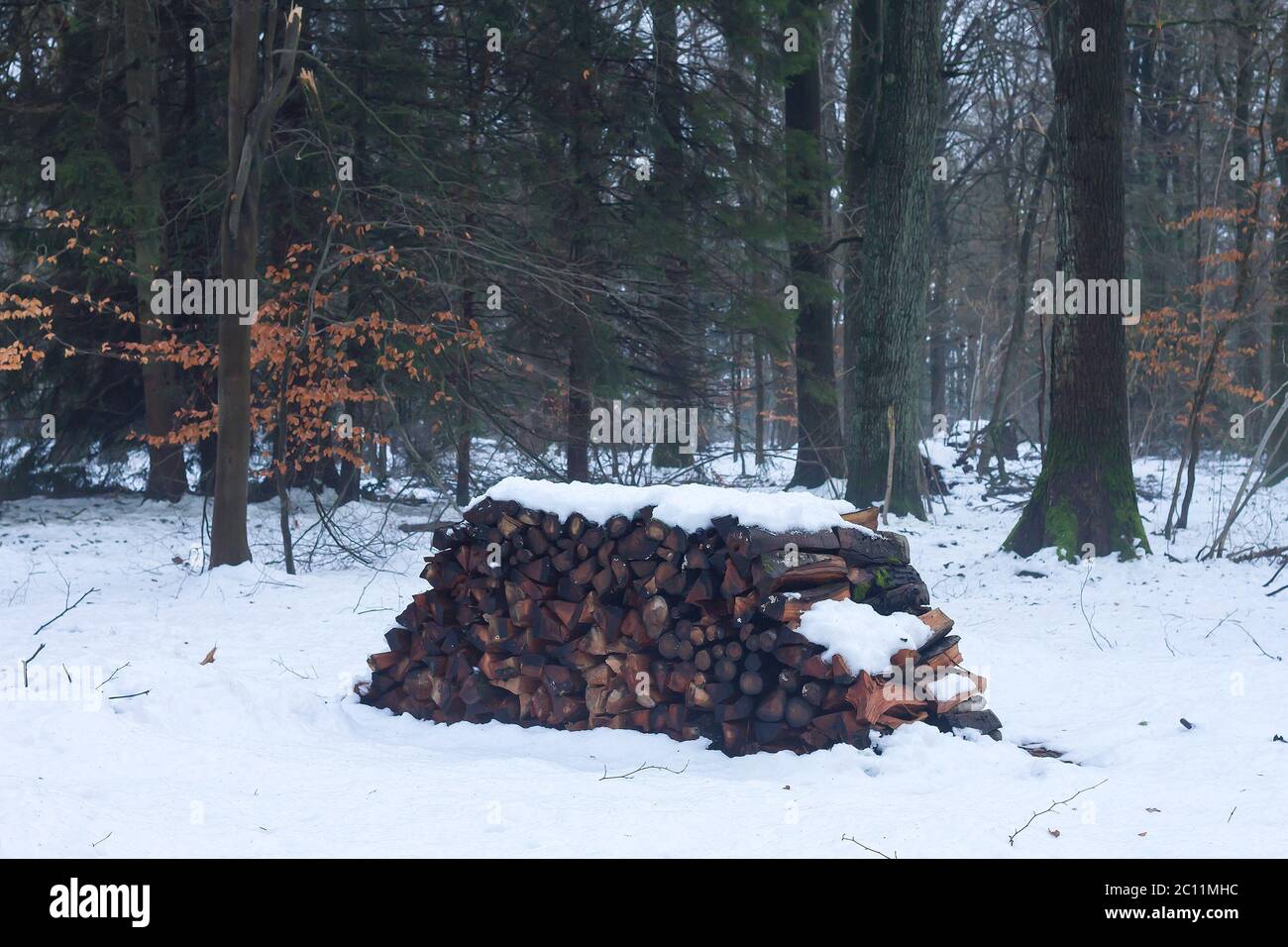 Pile of wooden logs in a snowy forest Stock Photo
