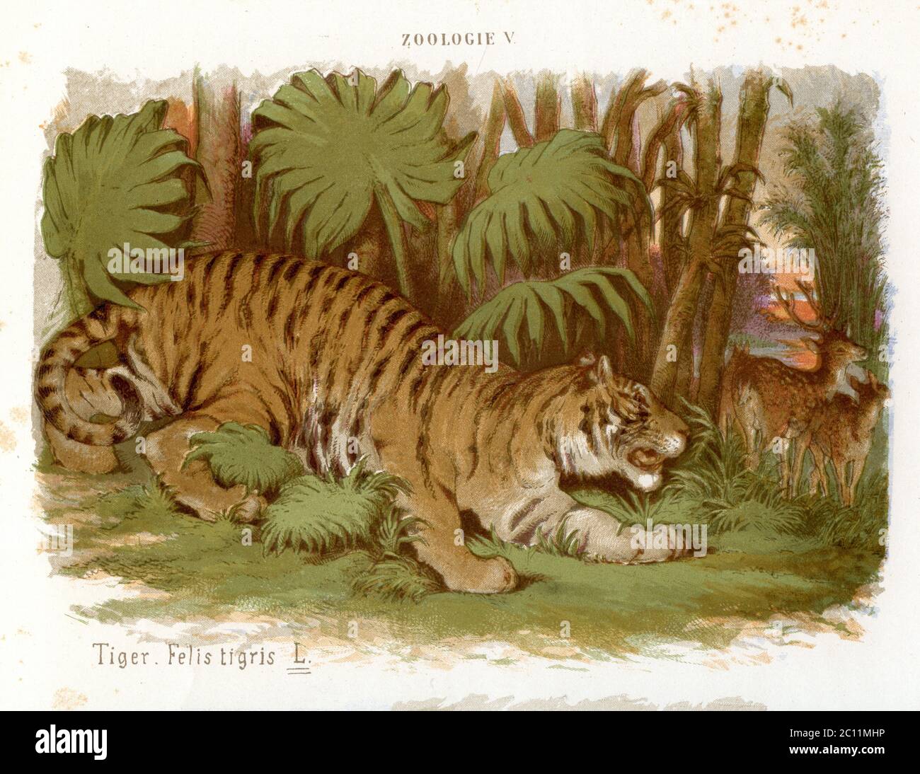 tiger / Panthera tigris / Tiger / biology book, 1884 Stock Photo - Alamy