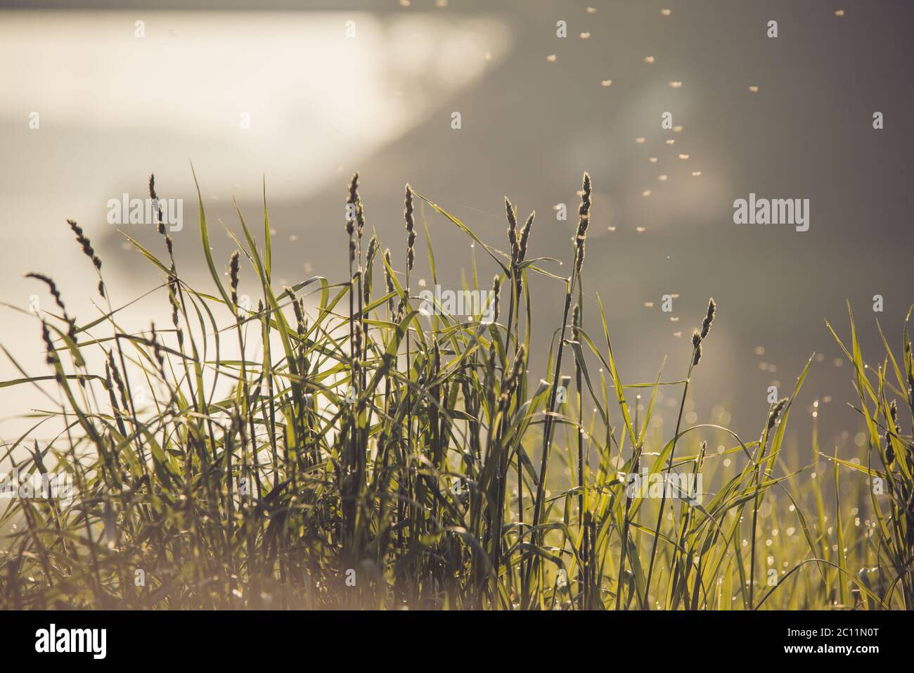 green grass with a river pond water and flying insects on background at early morning Stock Photo