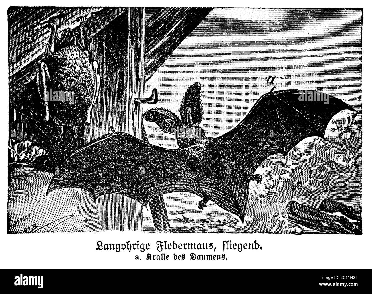 long-eared bat / Plecotus auritus Syn. Verspertilio auritius / Langohrige Fledermaus / schoolbook, 1919) Stock Photo