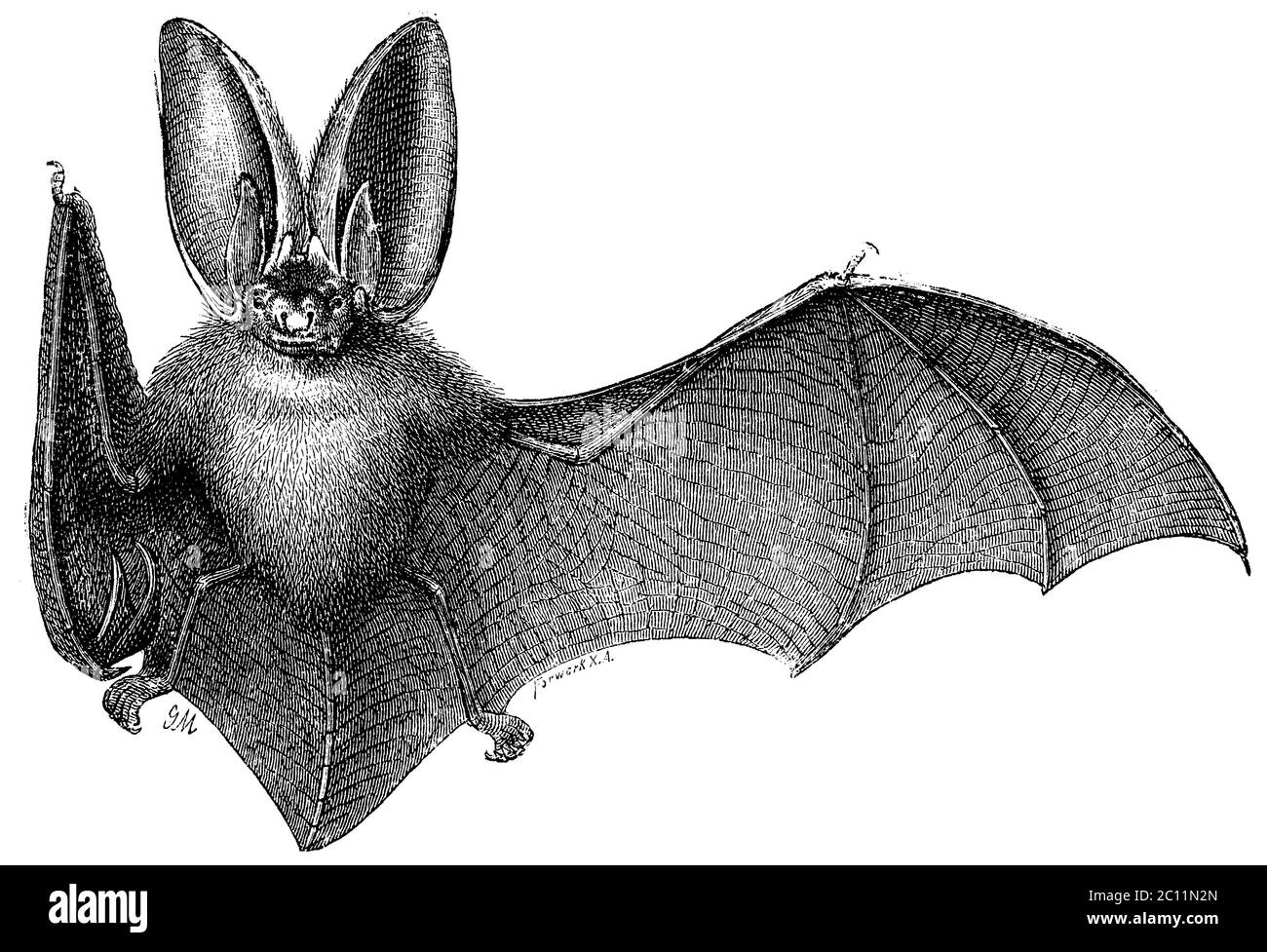 long-eared bat / Plecotus auritus Syn. Verspertilio auritius / Langohrige Fledermaus / biology book, 1893) Stock Photo