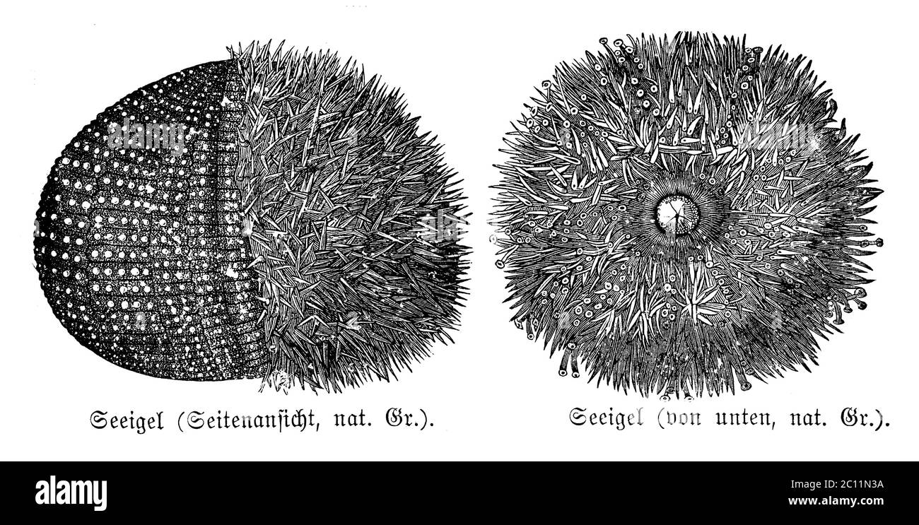 European edible sea urchin / Echinus esculentus / Seepolyp / zoology book, 1889) Stock Photo