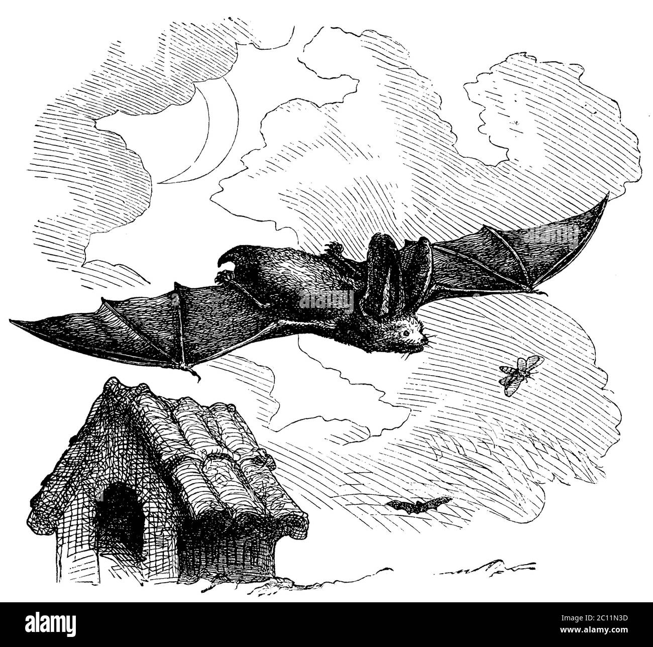 long-eared bat / Plecotus auritus Syn. Verspertilio auritius / Braunes Langohr  / , ) Stock Photo