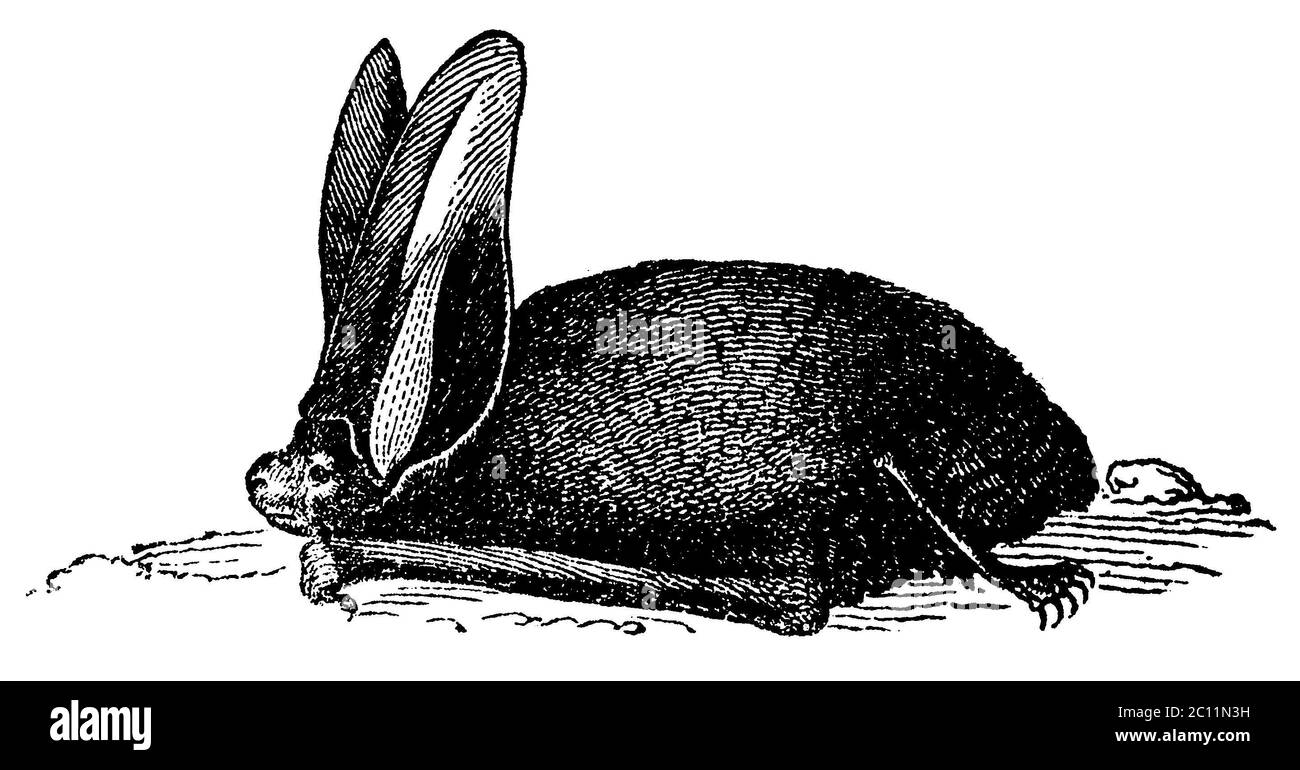 long-eared bat / Plecotus auritus Syn. Verspertilio auritius / Langohrige Fledermaus / biology book, 1861) Stock Photo
