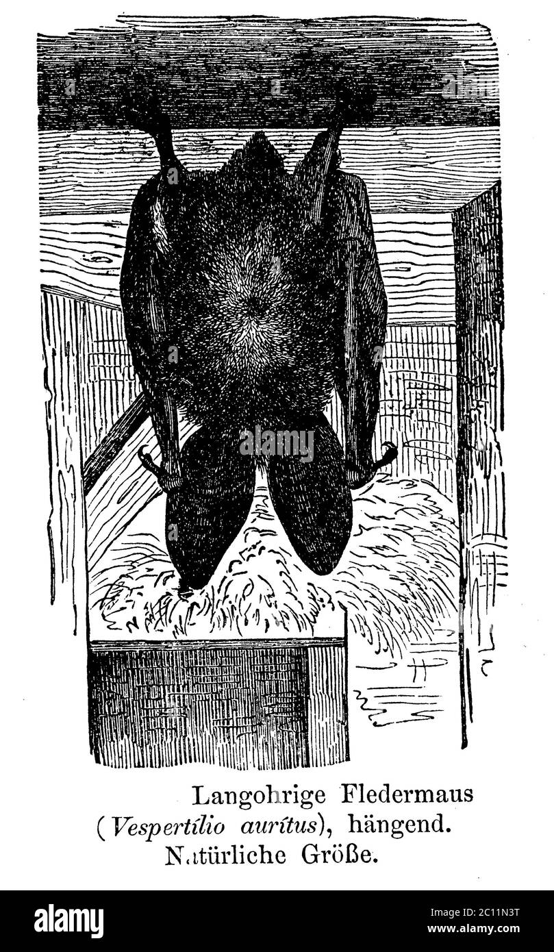 long-eared bat / Plecotus auritus Syn. Verspertilio auritius / Langohrige Fledermaus / zoology book, 1877) Stock Photo