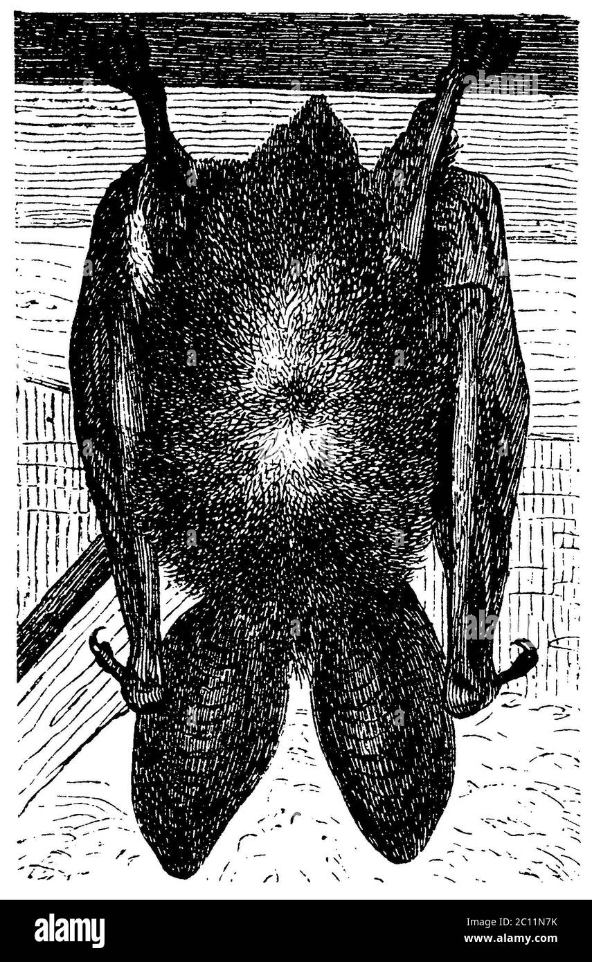 long-eared bat / Plecotus auritus Syn. Verspertilio auritius / Langohrige Fledermaus / zoology book, 1882) Stock Photo