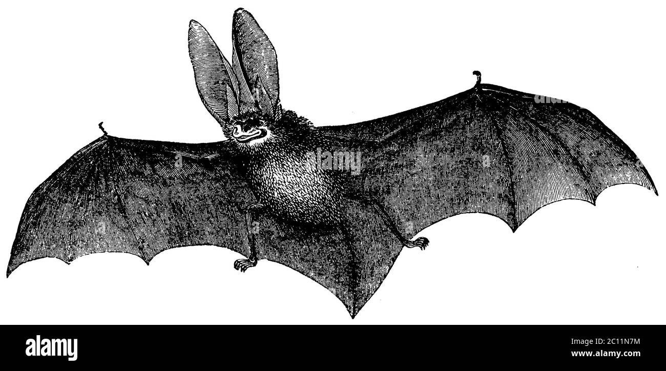 long-eared bat / Plecotus auritus Syn. Verspertilio auritius / Langohrige Fledermaus / zoology book, 1882) Stock Photo