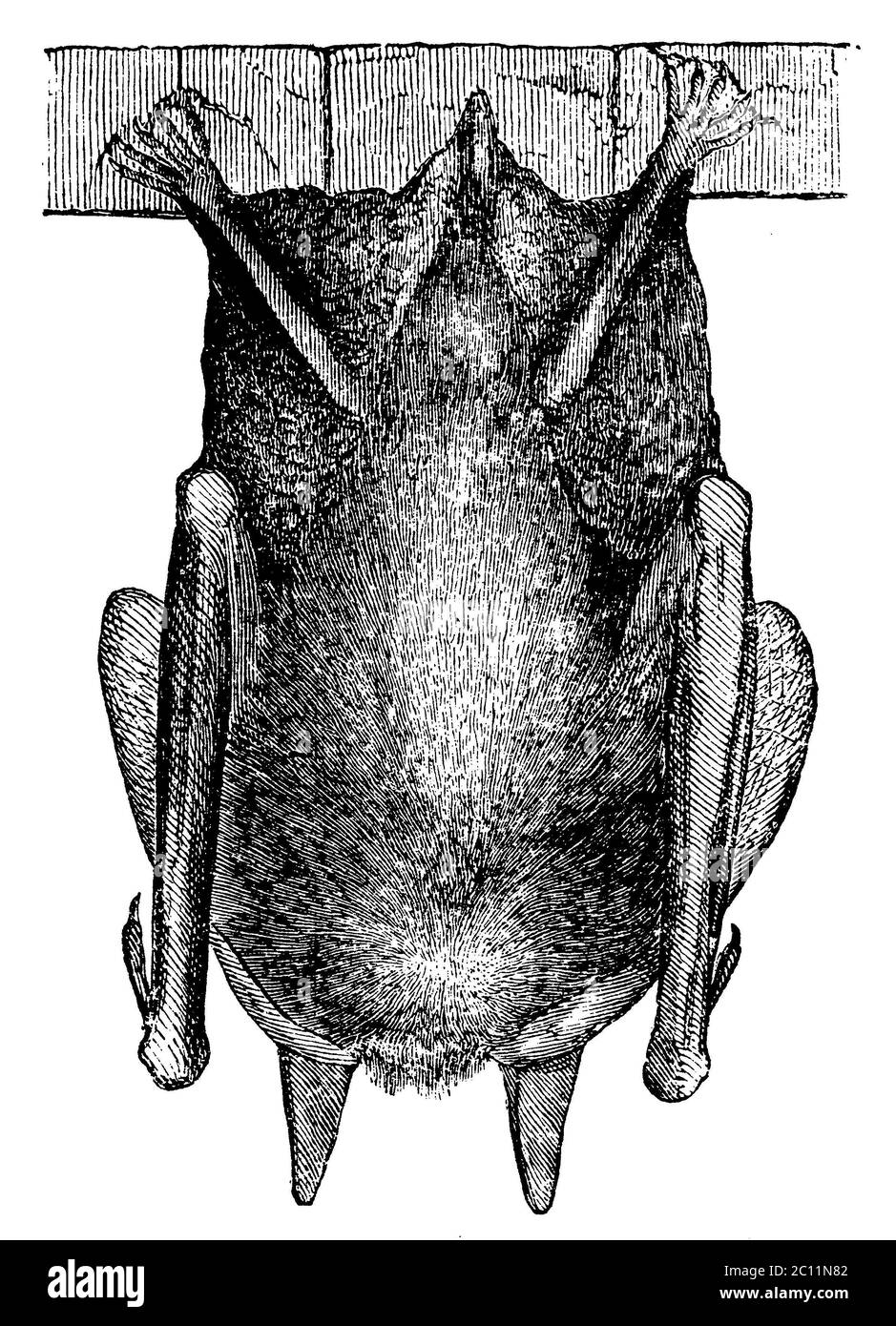 long-eared bat / Plecotus auritus Syn. Verspertilio auritius / Langohrige Fledermaus / zoology book, 1886) Stock Photo