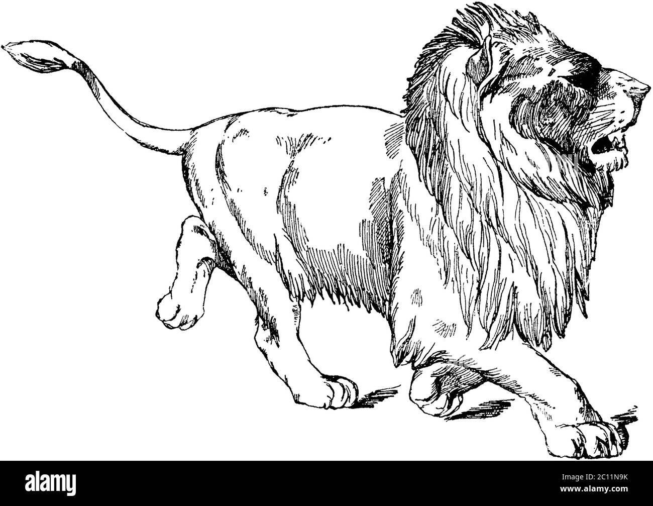 тело льва рисунок. рисунки львов. наброски зверей. лев рисунок. лев в полный рост вектор.