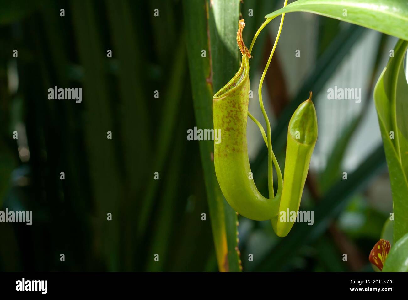 Nepenthes rafflesiana carnivorous pitcher plants Stock Photo - Alamy