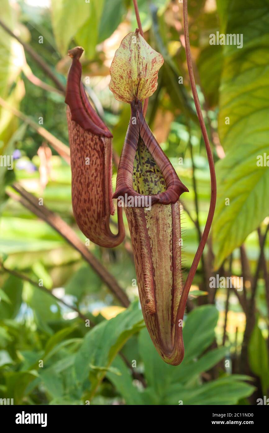 Nepenthes rafflesiana carnivorous pitcher plants Stock Photo - Alamy