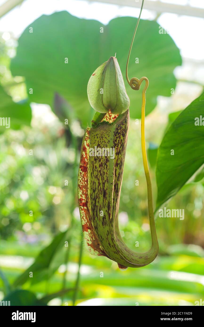 Nepenthes rafflesiana carnivorous pitcher plants Stock Photo - Alamy