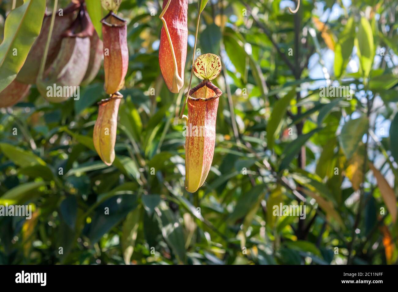 Nepenthes rafflesiana carnivorous pitcher plants Stock Photo - Alamy