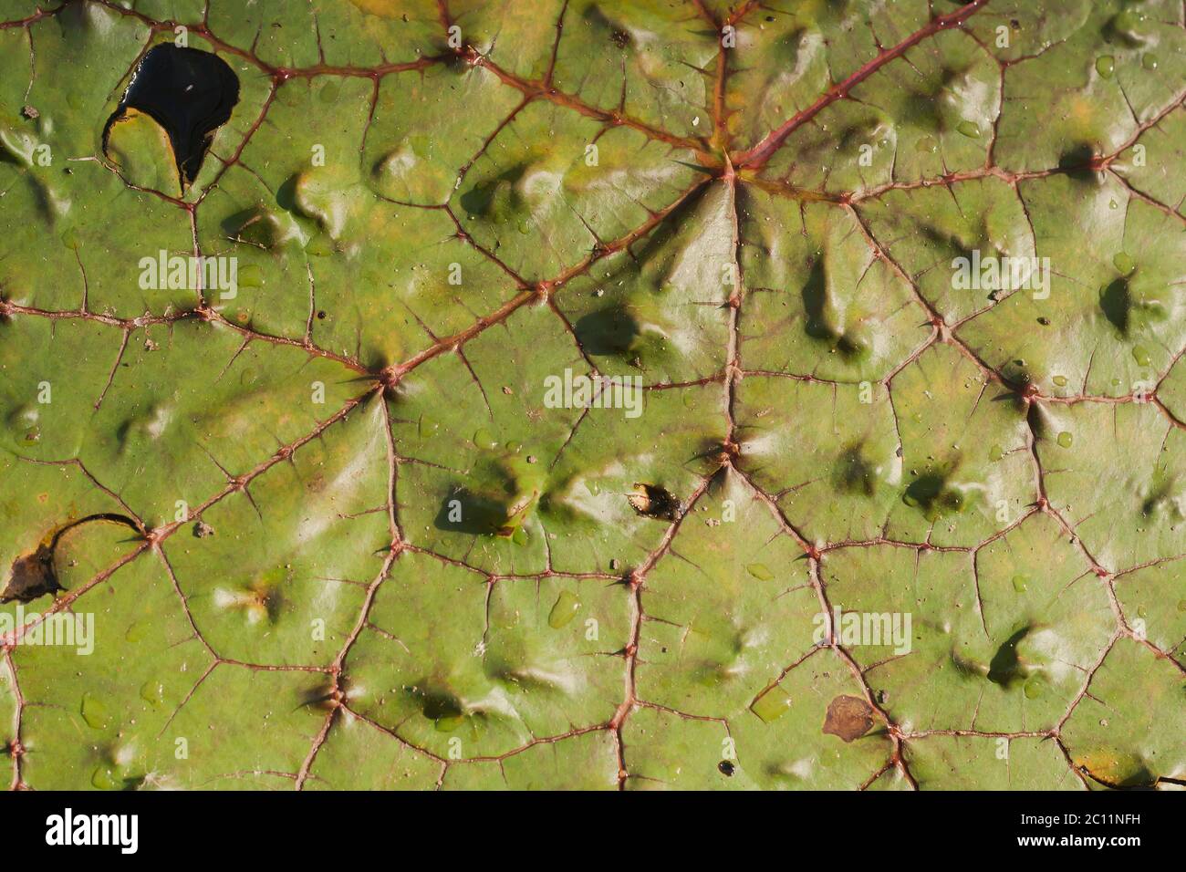 Prickly waterlily green floating leaves close up Stock Photo