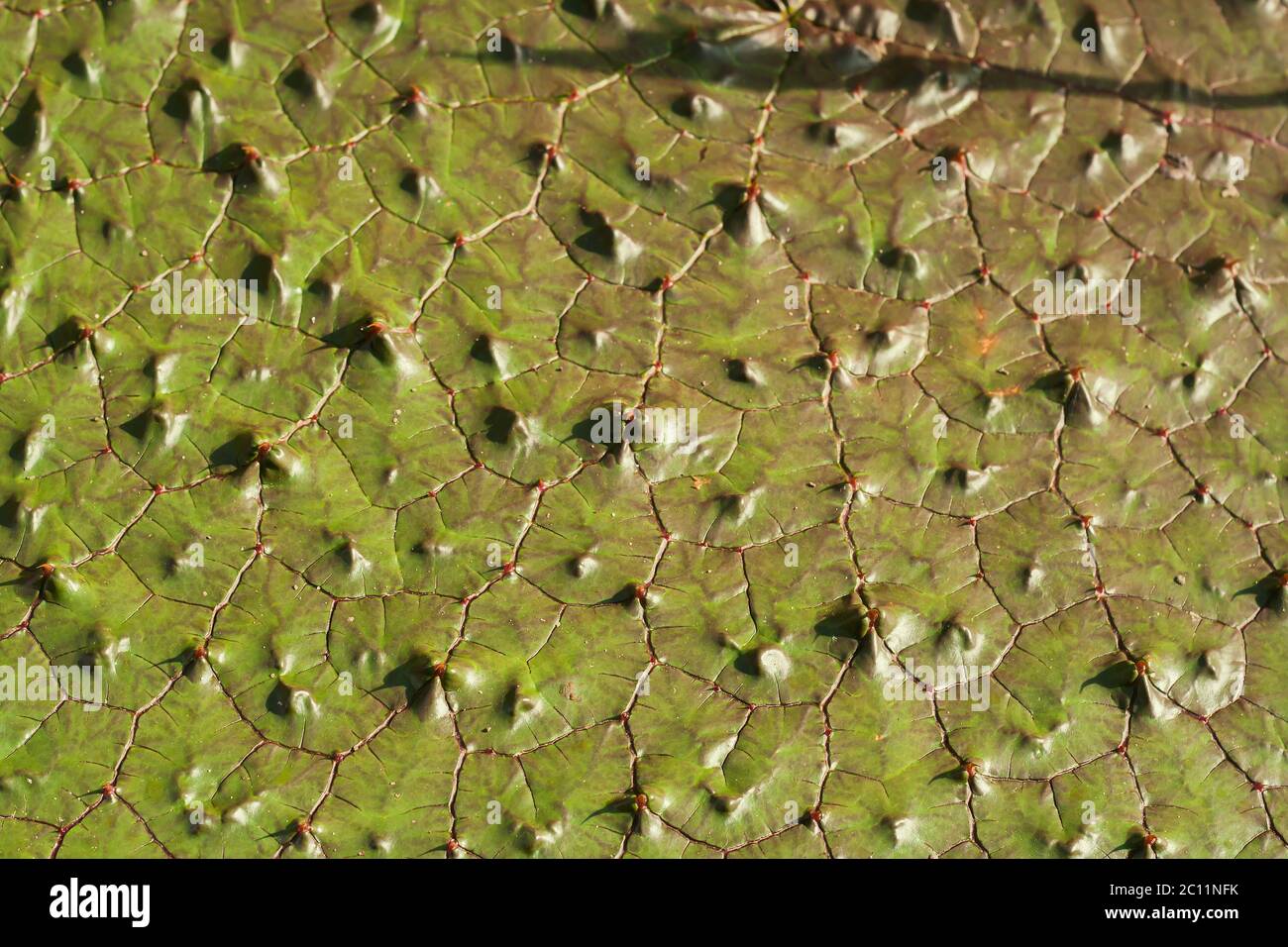 Prickly waterlily green floating leaves close up Stock Photo
