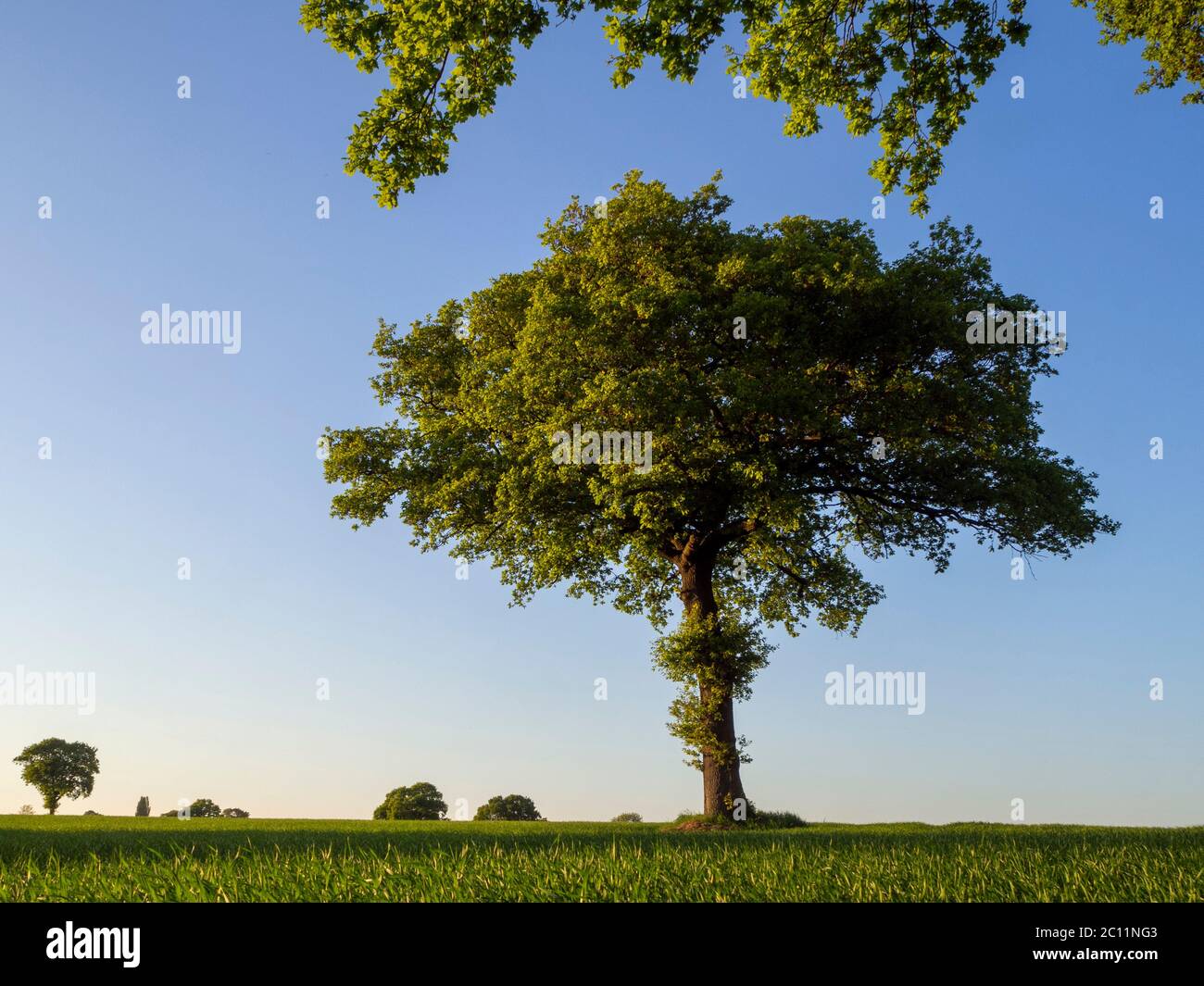 Lone tree in corn field hi-res stock photography and images - Alamy