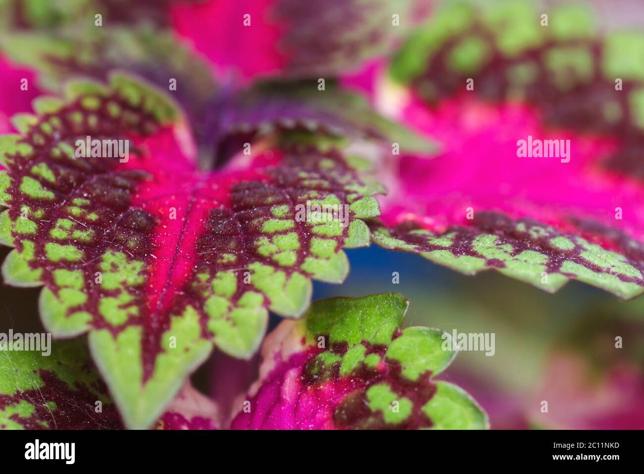 Detail of coleus colorful leaves Stock Photo