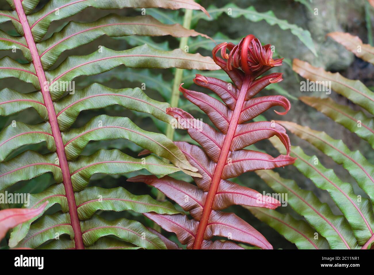 Dwarf tree fern hires stock photography and images Alamy