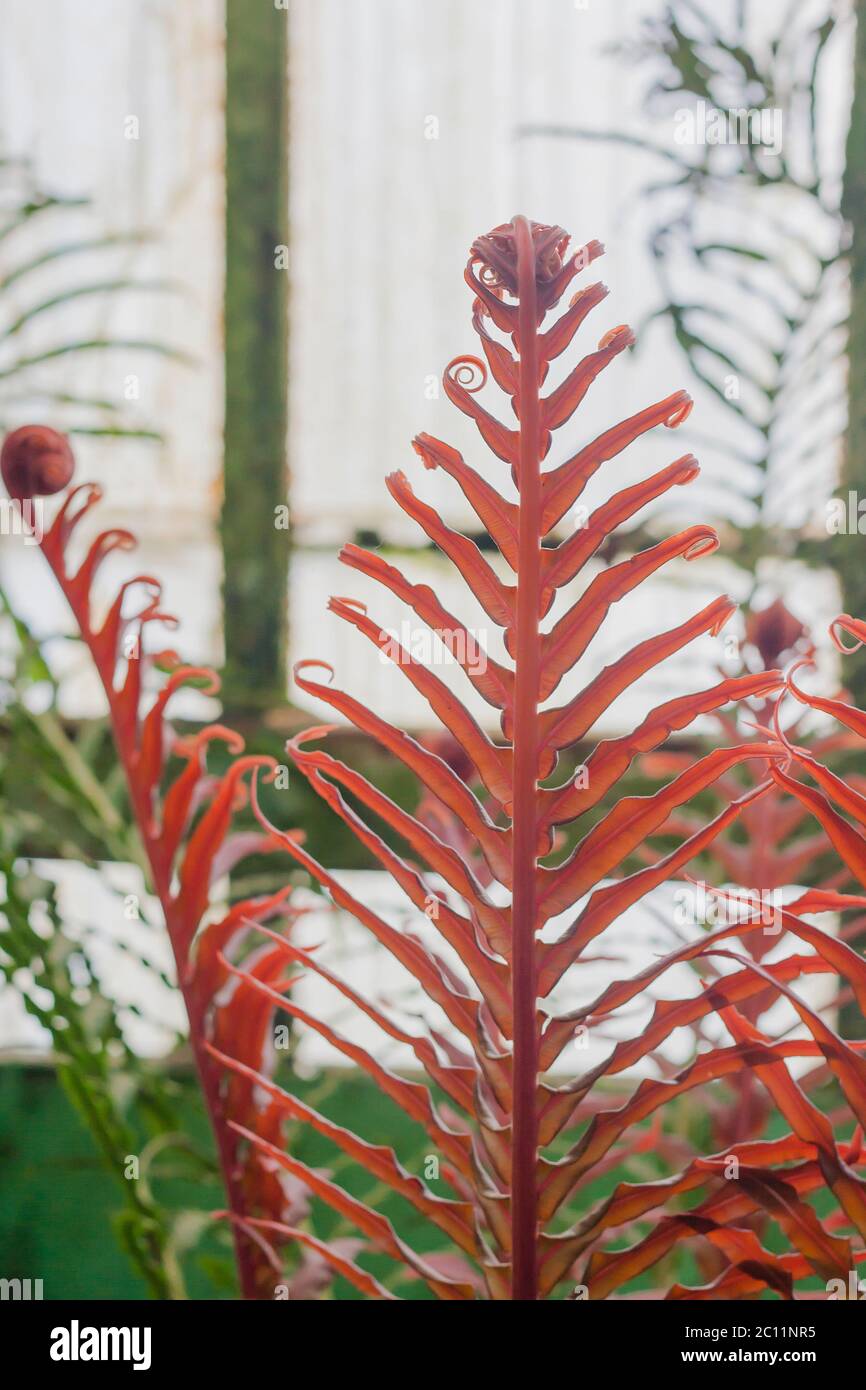 Brazilian dwarf tree fern red colored unfolding fronds Stock Photo