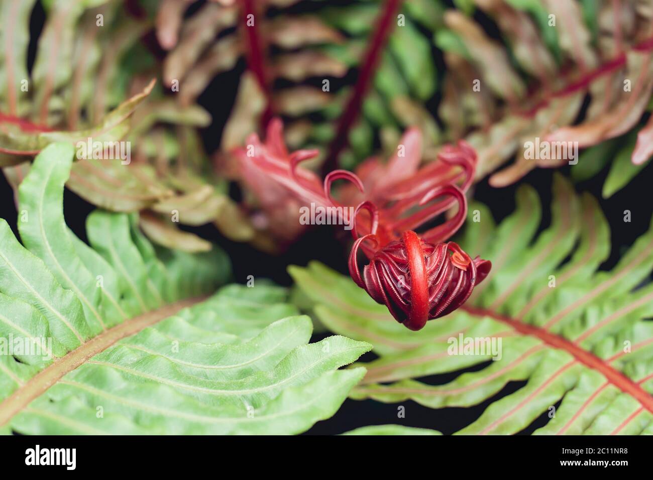 Brazilian dwarf tree fern red colored unfolding fronds Stock Photo