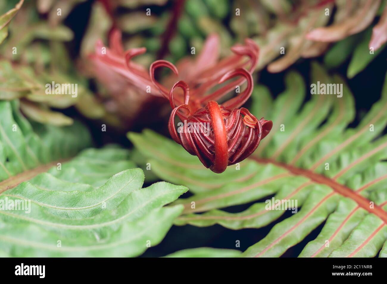 Brazilian dwarf tree fern red colored unfolding fronds Stock Photo