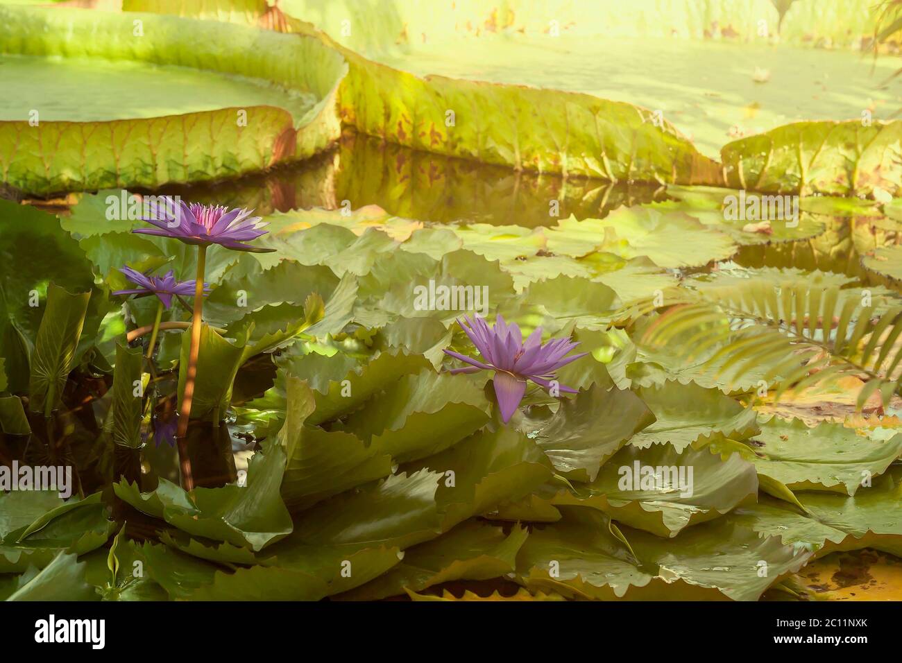 Water lilies aquatic plants with giant floating leaves Stock Photo