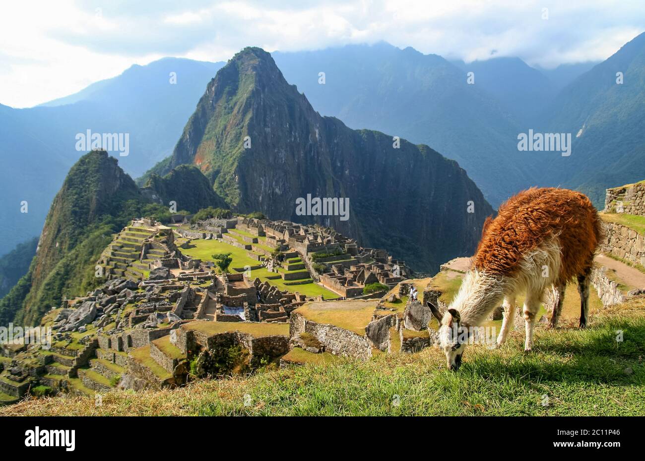 Lama And Machu Picchu Stock Photo