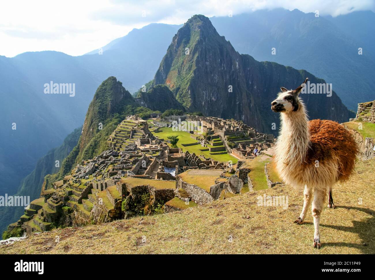 Lama And Machu Picchu Stock Photo