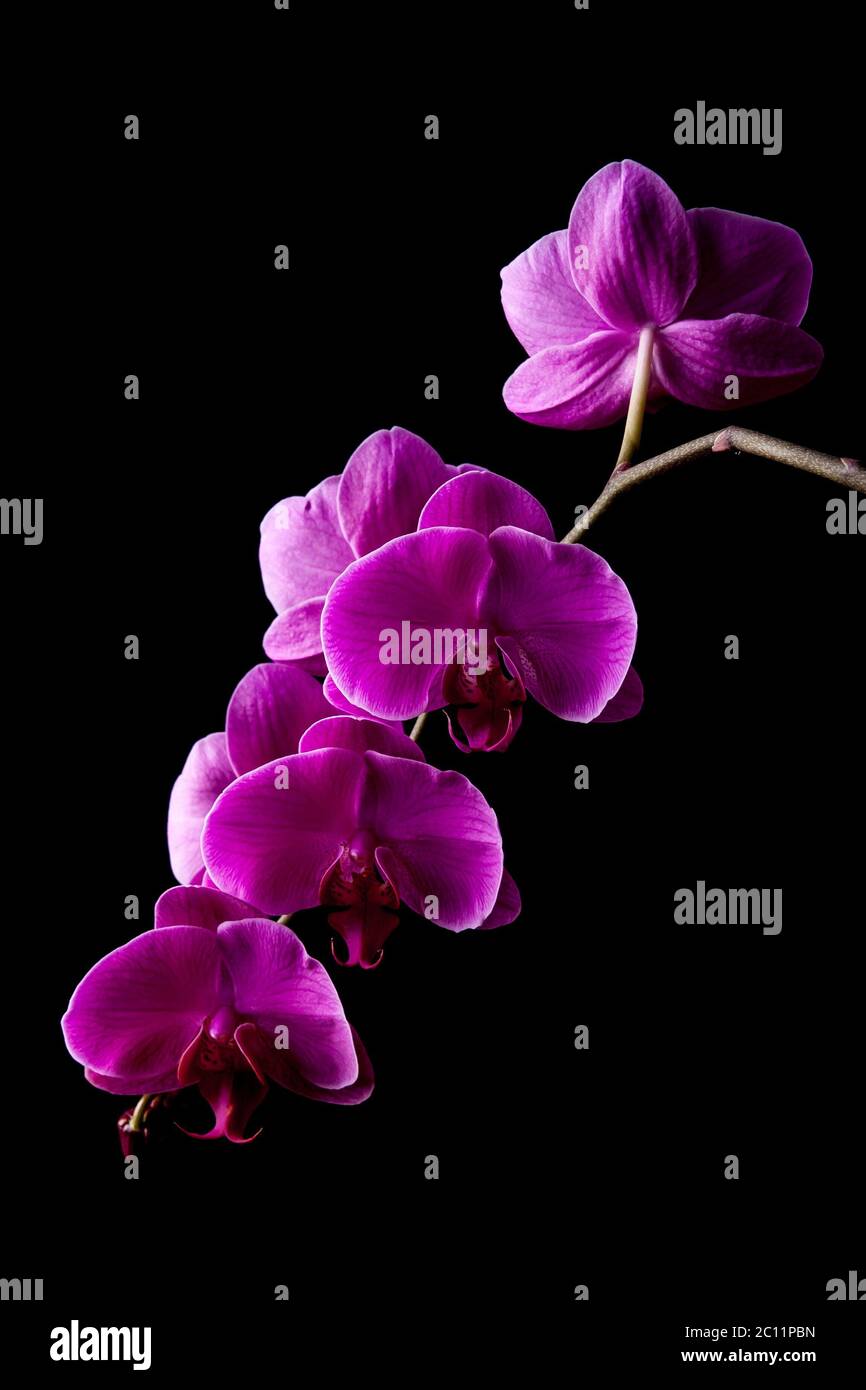 Orchid flowers isolated on black background. Beautiful nature background Stock Photo