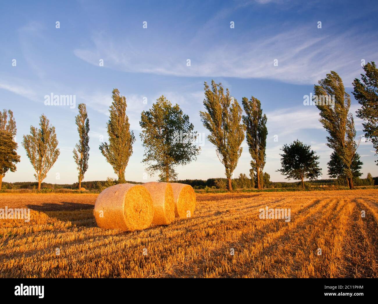 Stubble field in sunset light with straw bales Stock Photo - Alamy