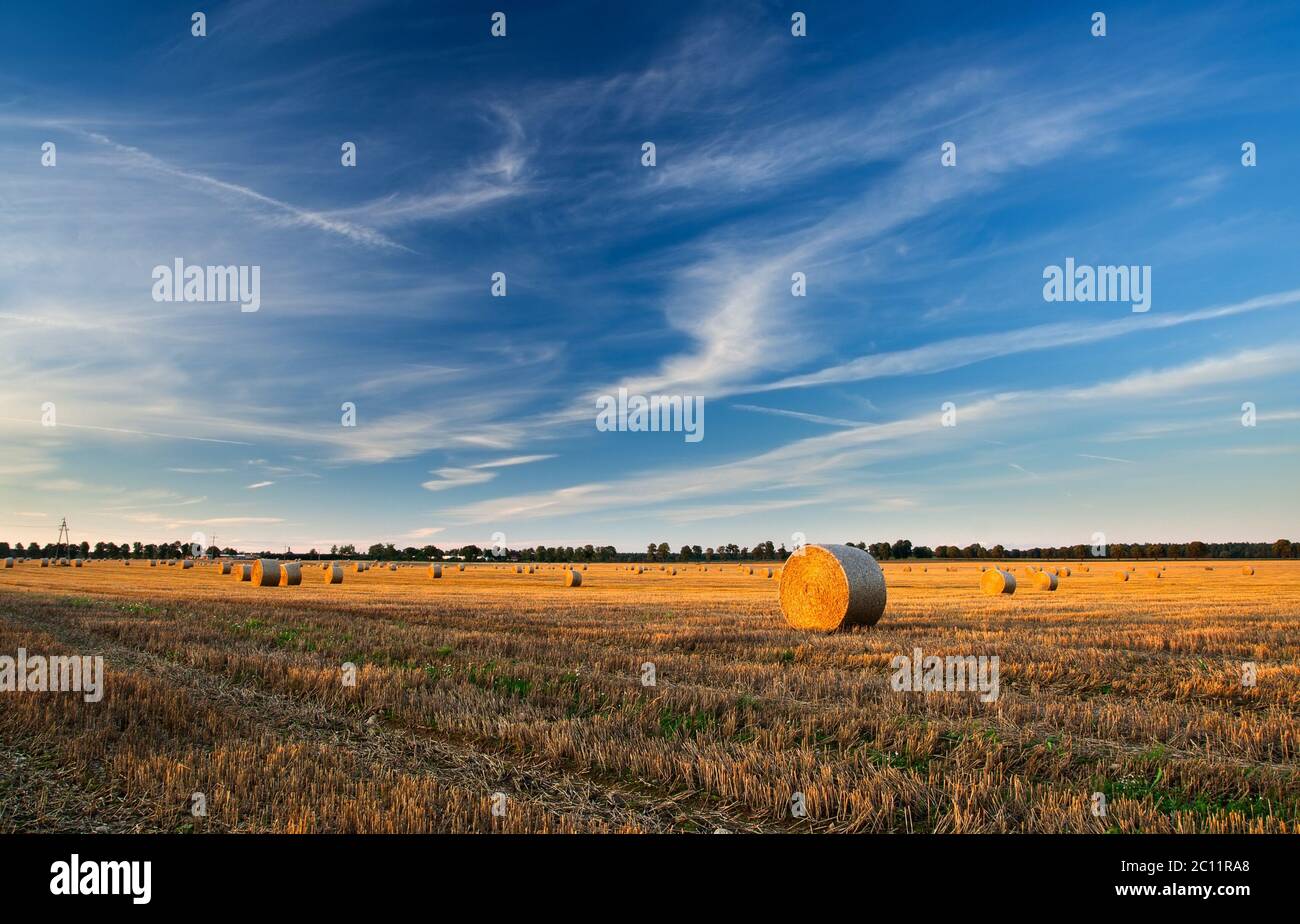 Stubble field in sunset light with straw bales Stock Photo - Alamy
